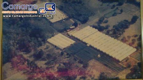 Empresa de hidroponia com 2 alqueires