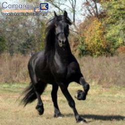 Industria para nutrição animal Industria para nutrição animal